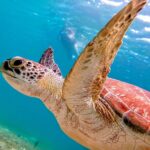 Kayaking Puerto Rico